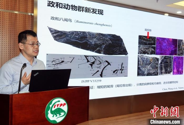 Lịch sử tiến hóa loài chim phải viết lại sau phát hiện hóa thạch ở Trung Quốc?